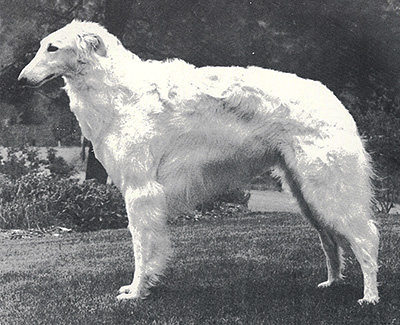 Top Obedience Borzoi 1987